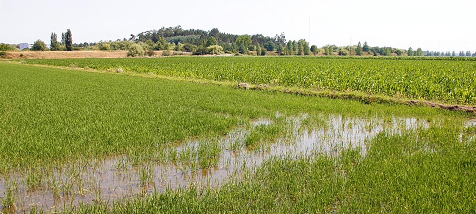 Campos de cultivo do arroz “carolino”